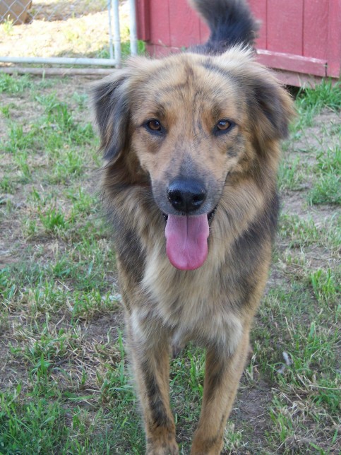 k9.5 Rescue - Happy Tails